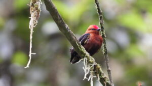 Club-winged Manakin resting in the space between two tree branches