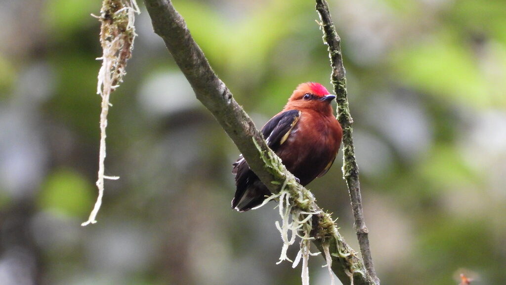 Club-winged Manakin resting in the space between two tree branches