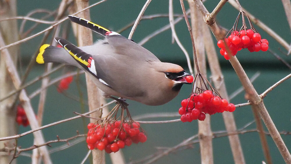 Female Bohemian Waxwing feeding on berries