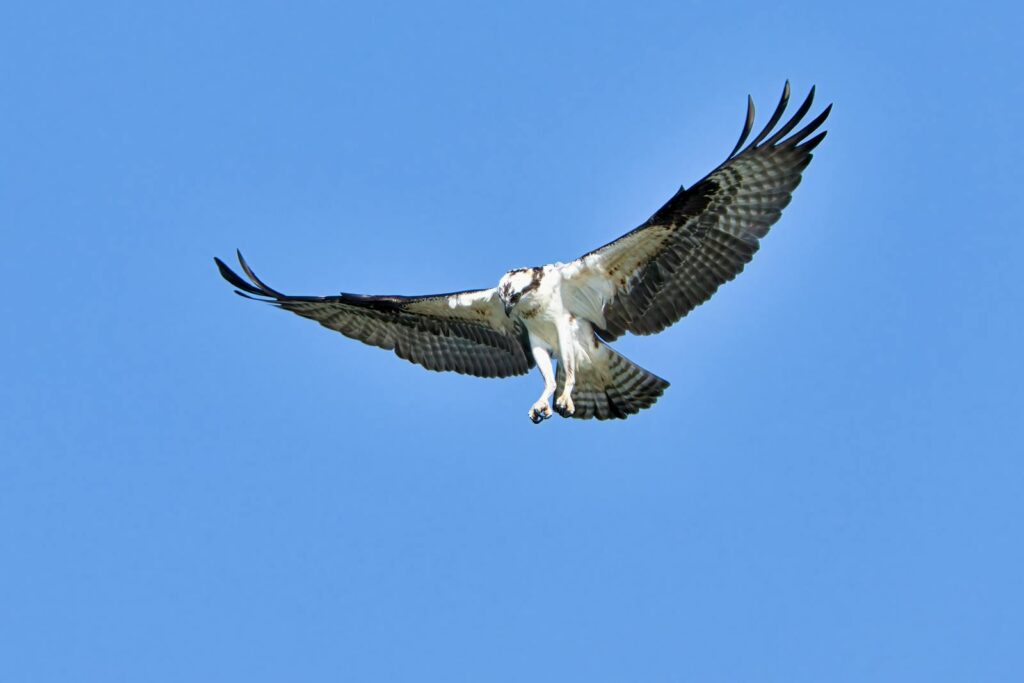 An osprey soars with its wings wide against a clear sky.
