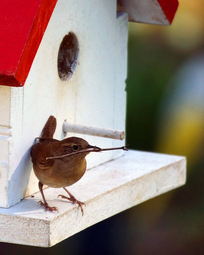 House Wren perched on birdhouse with twig in beak, preparing nest