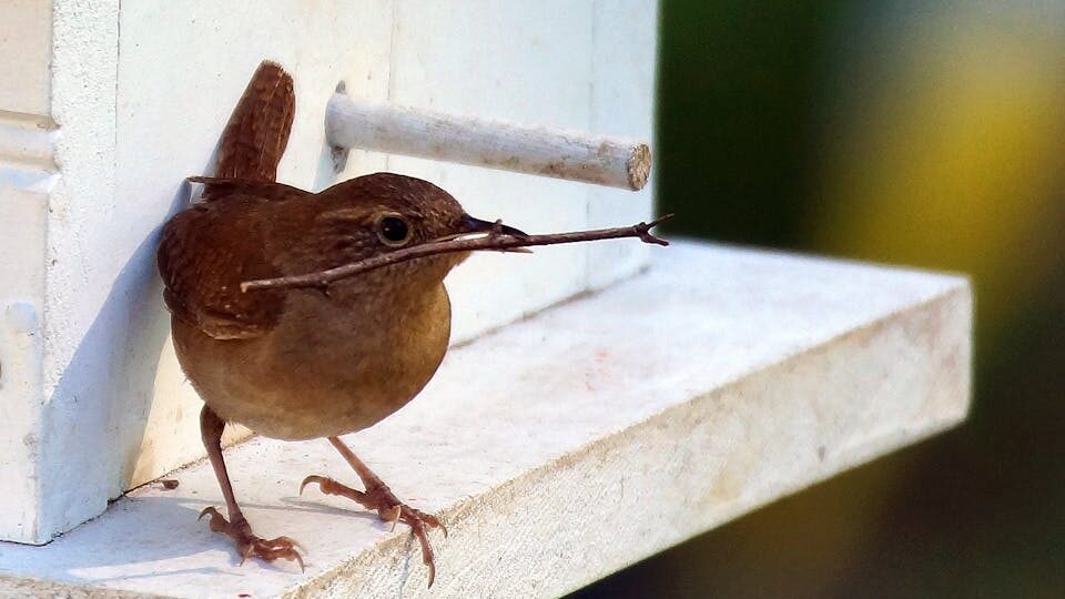 House Wren perched on birdhouse with twig in beak, preparing nest