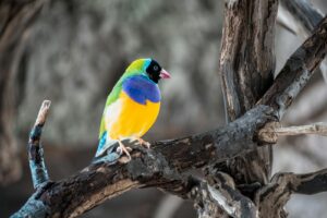 Colorful tropical bird perched on a rustic tree branch, showcasing vibrant feathers.