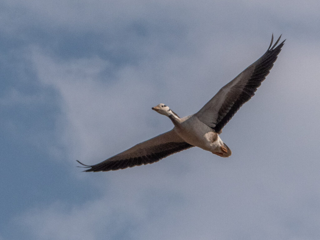 A bar-headed goose flies with its wings spread against a cloudy sky.