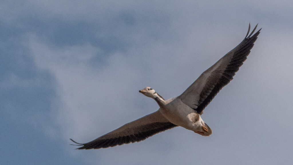 A bar-headed goose flies with its wings spread against a cloudy sky.
