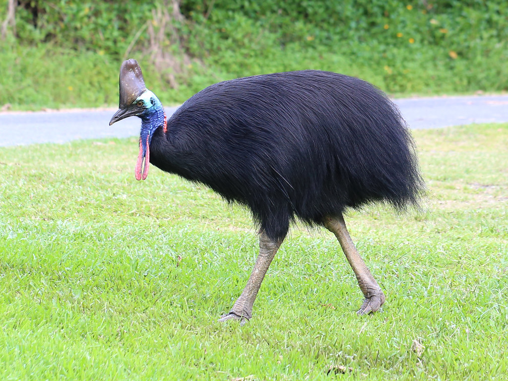 A southern cassowary with a blue neck and red wattle stands on green grass.