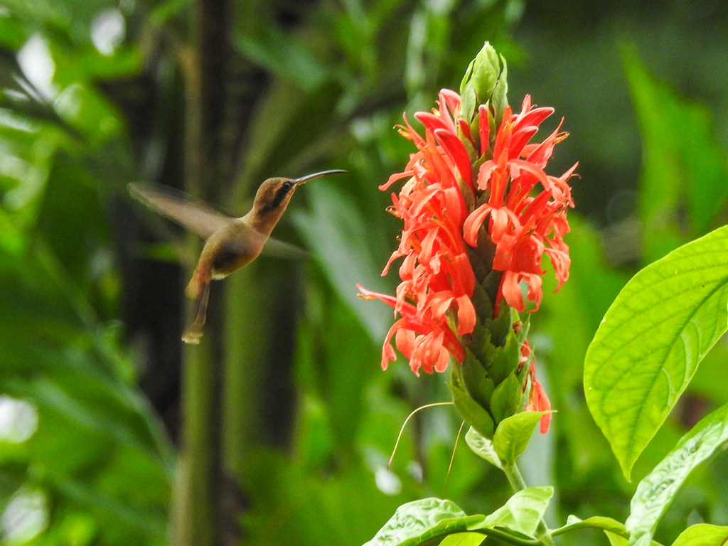 A Fawn-breasted Brilliant hummingbird in flight near a vibrant orange flower.