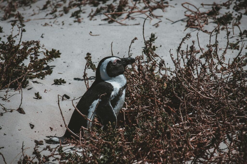Captivating shot of an African penguin amidst beach vegetation, showcasing coastal wildlife.