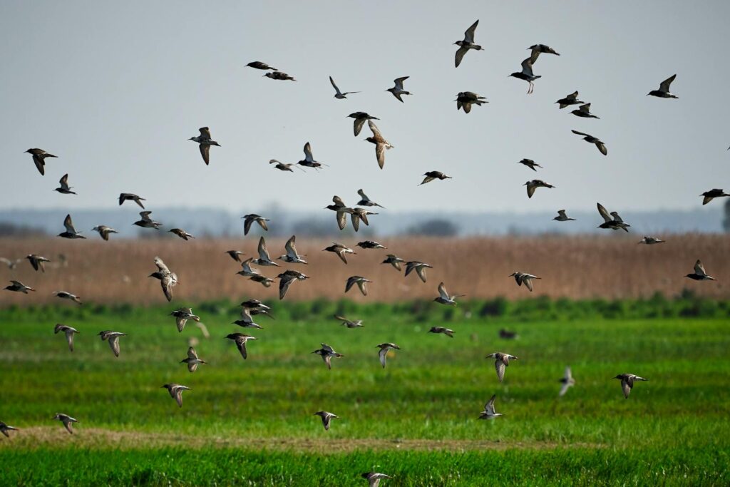 A flock of birds flying over a lush green field during the day.