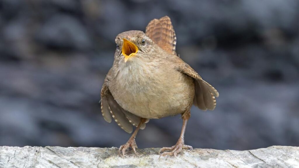 Small brown bird perched on stone with open beak