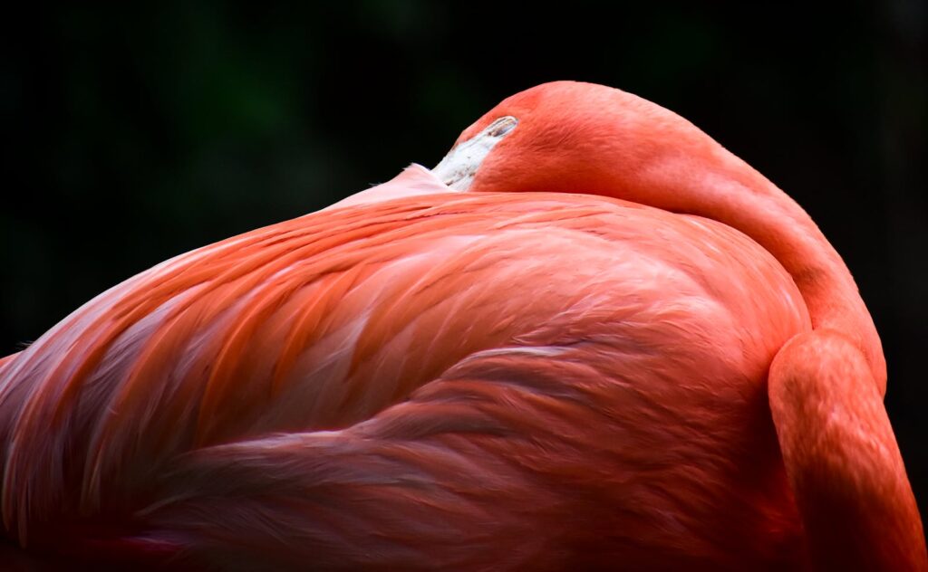 Close-up of a resting flamingo showcasing its vibrant orange plumage against a dark background.