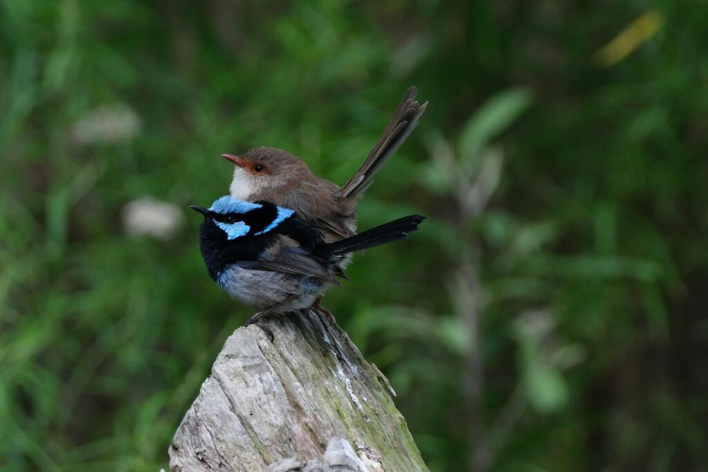 A male and female superb fairywren perch together in natural habitat.