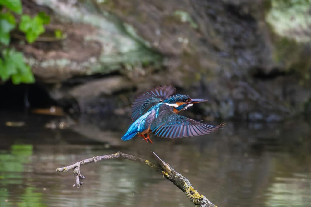 A Common Kingfisher flies over the water.