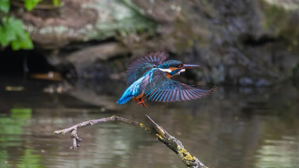 A Common Kingfisher flies over the water.