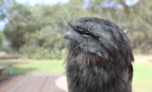 A tawny frogmouth with grayish-brown plumage is seen in a close-up profile view.