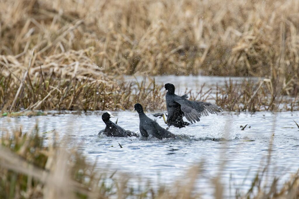 Three American coots interact in the water, creating splashes.