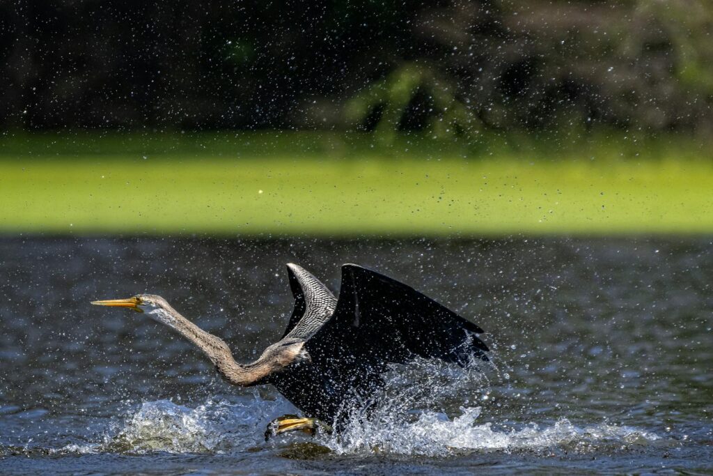 Close-up of anhinga bird spreading wings amidst splashing water in an outdoor setting.