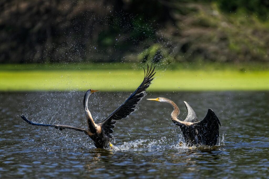 Captivating wildlife photograph of two birds in action over water, showcasing nature's beauty.