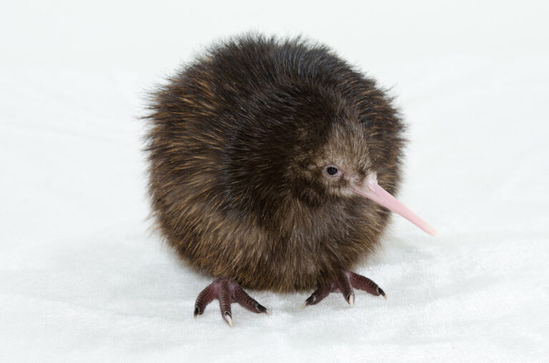 A kiwi bird with brown feathers and a long beak.