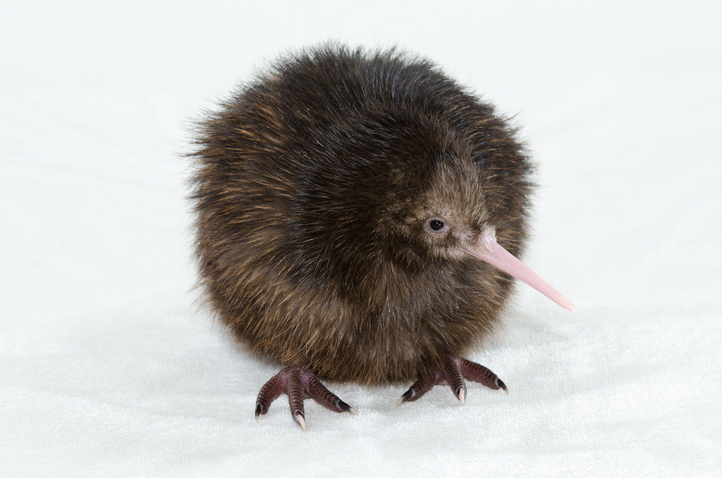 A kiwi bird with brown feathers and a long beak.