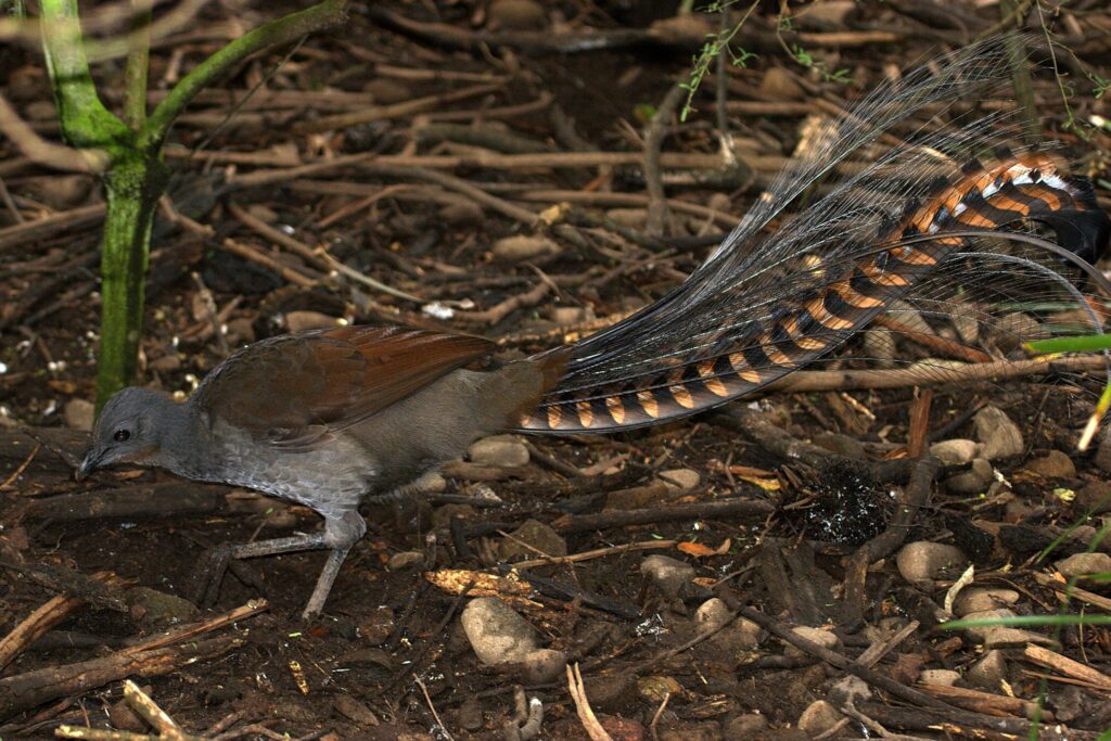 A Superb lyrebird displays its tail feathers.


Sources



A Superb lyrebird displays its tail feathers.

