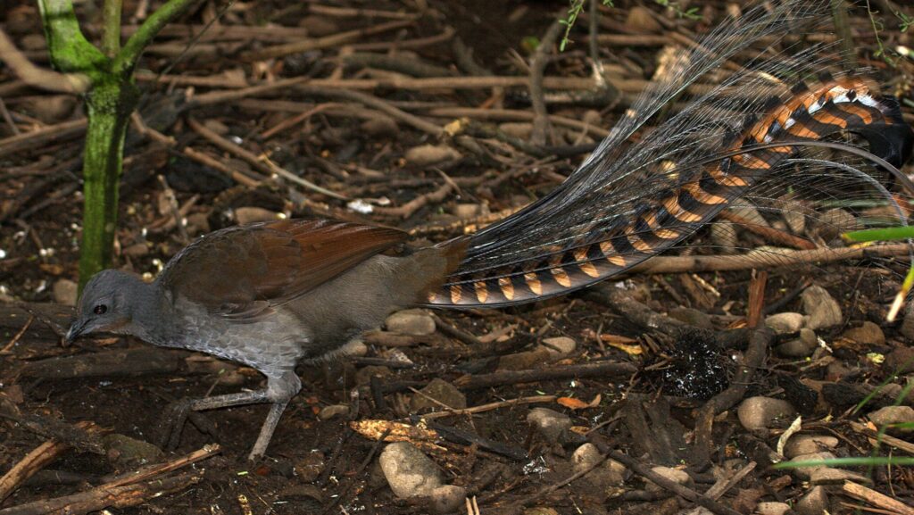 Superb Lyrebird standing on forest ground with its ornate tail feathers fully displayed