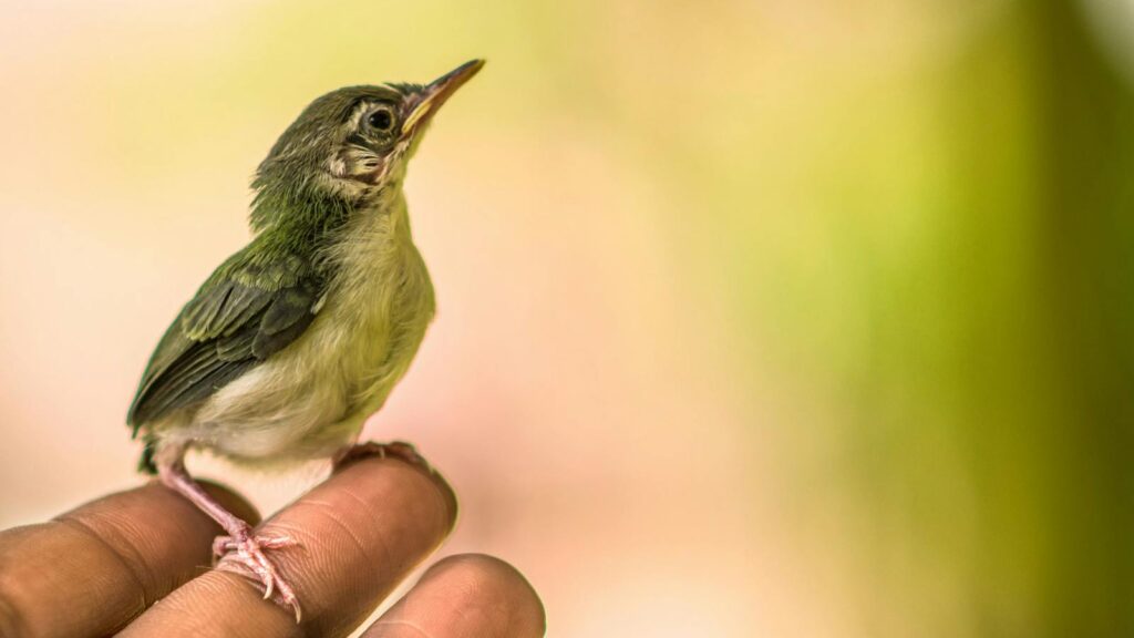 Young bird perched gently on a person’s fingers