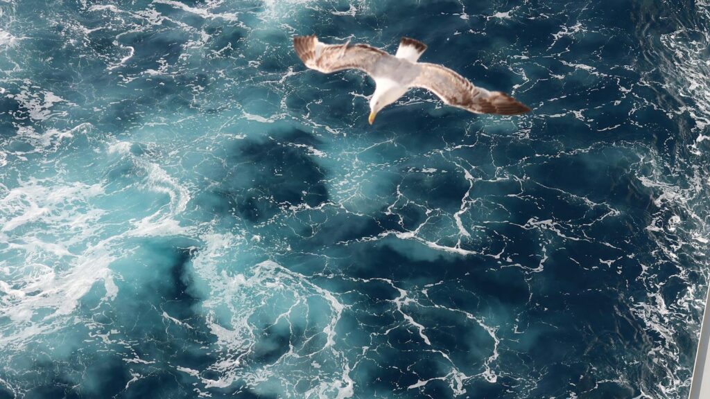 Seagull soaring over expansive ocean with foamy white waves
