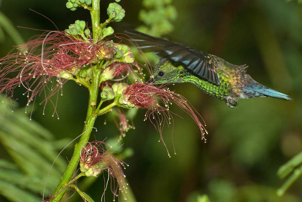 A Green-crowned Brilliant hummingbird feeding on a flower.