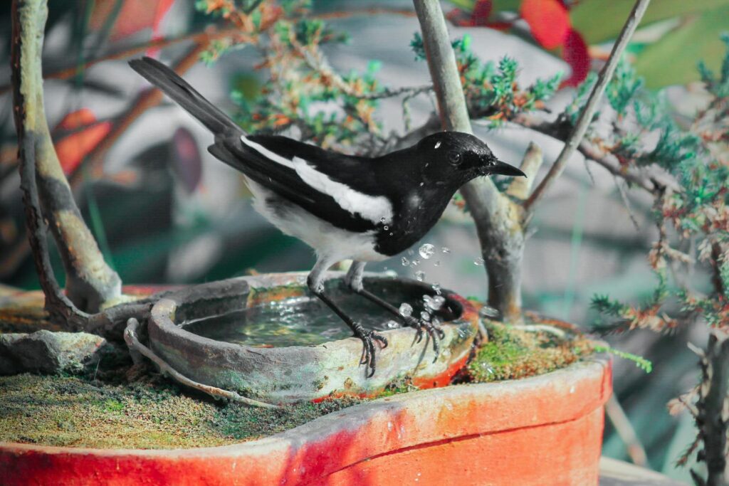 Black and white bird perched on a bonsai pot with water splashes, surrounded by foliage.