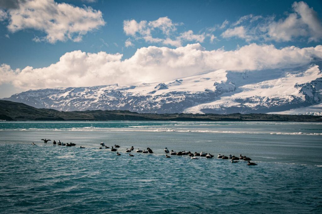 Frozen sea with birds, majestic snowy mountains under a clear winter sky.