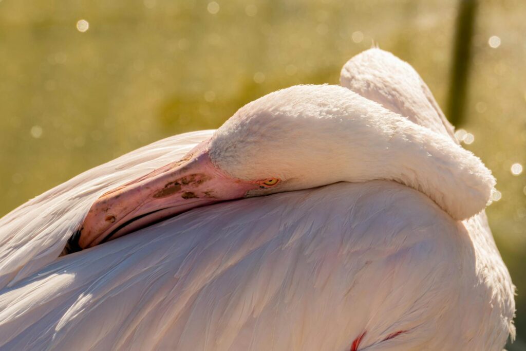 A close-up of a flamingo resting peacefully at Coimbra Zoo, Portugal, captured in warm natural light.