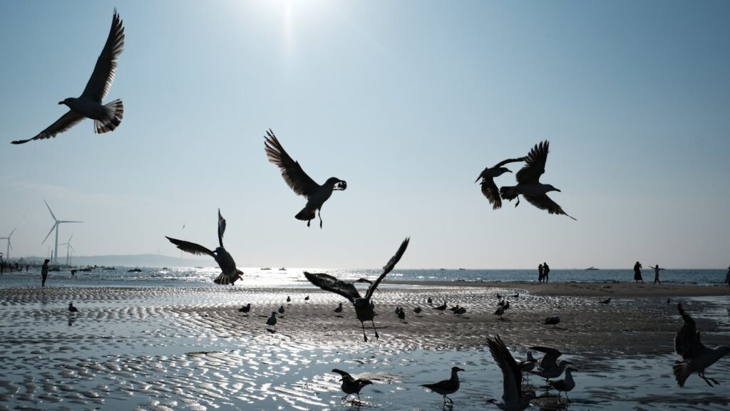 Silhouettes of seagulls flying over a beach with wind turbines in the background.