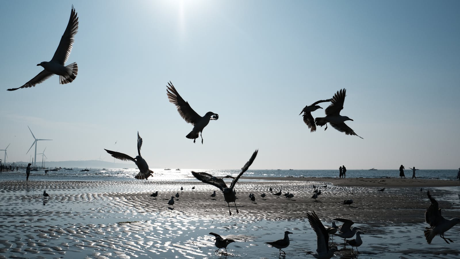 How Birds React to Solar Panels and Wind Farms - bird-life.com
