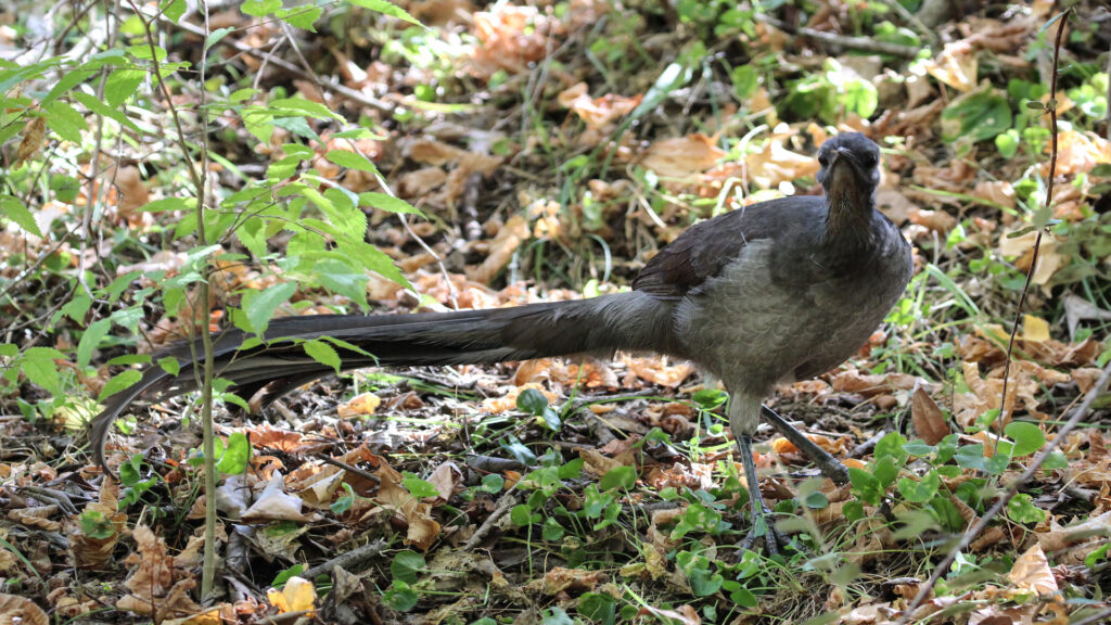 A Superb Lyrebird(Menura novaehollandiae novaehollandiae)