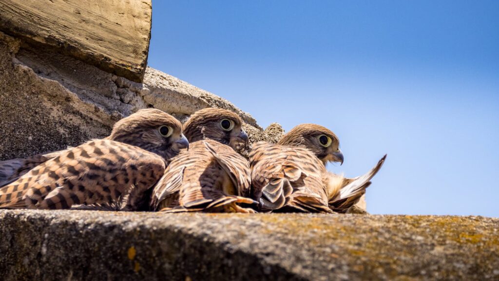 Three young kestrels resting on a stone ledge under clear blue sky.