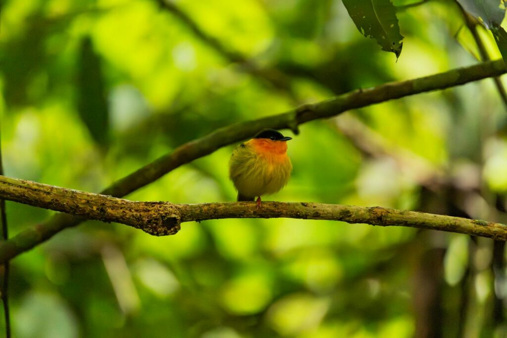 An orange-collared manakin perched on a branch in a lush tropical forest.