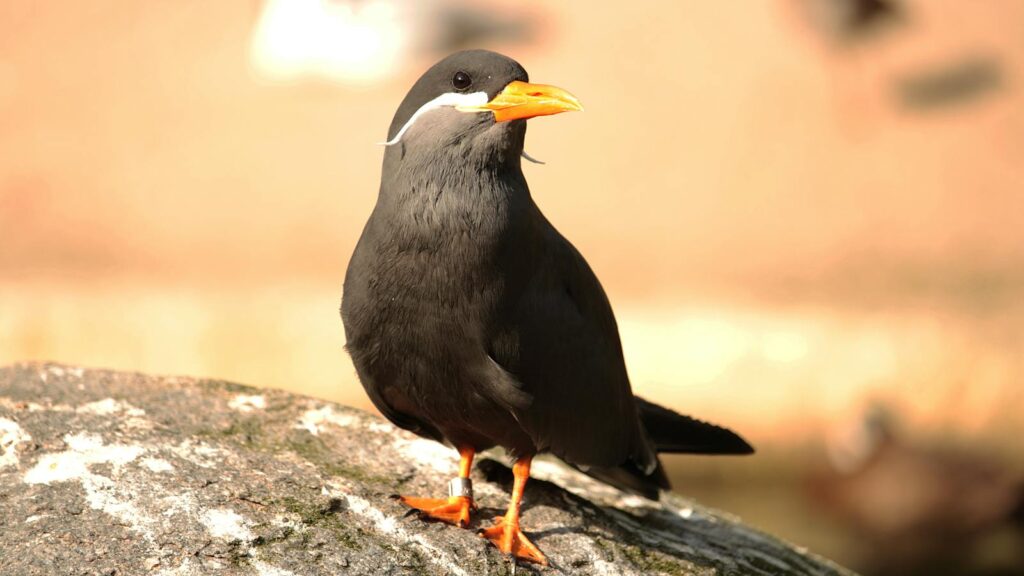 Close-up of an Inca Tern perched on a rock