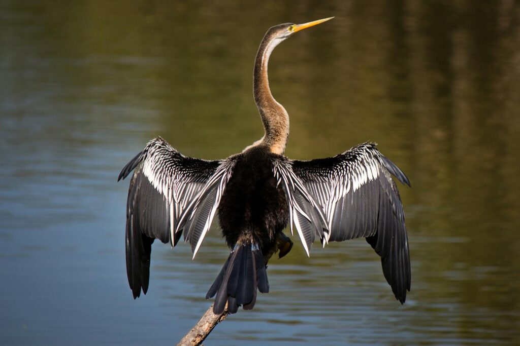 An Anhinga with outstretched wings perches on a branch near water.