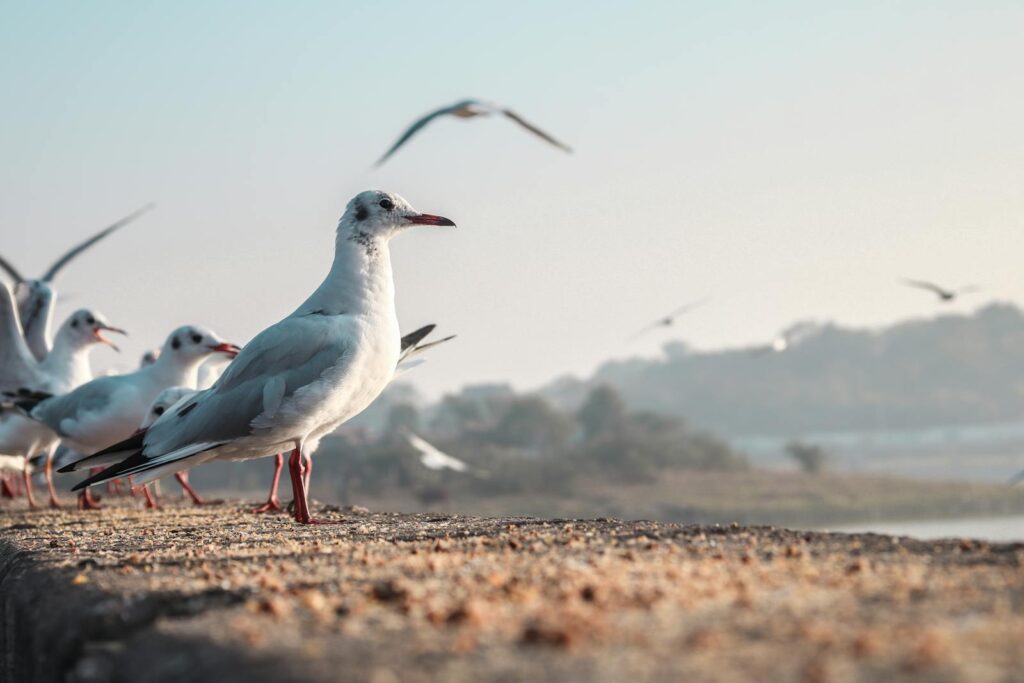 A group of Black-headed Gulls stands on a shore, some flying above.