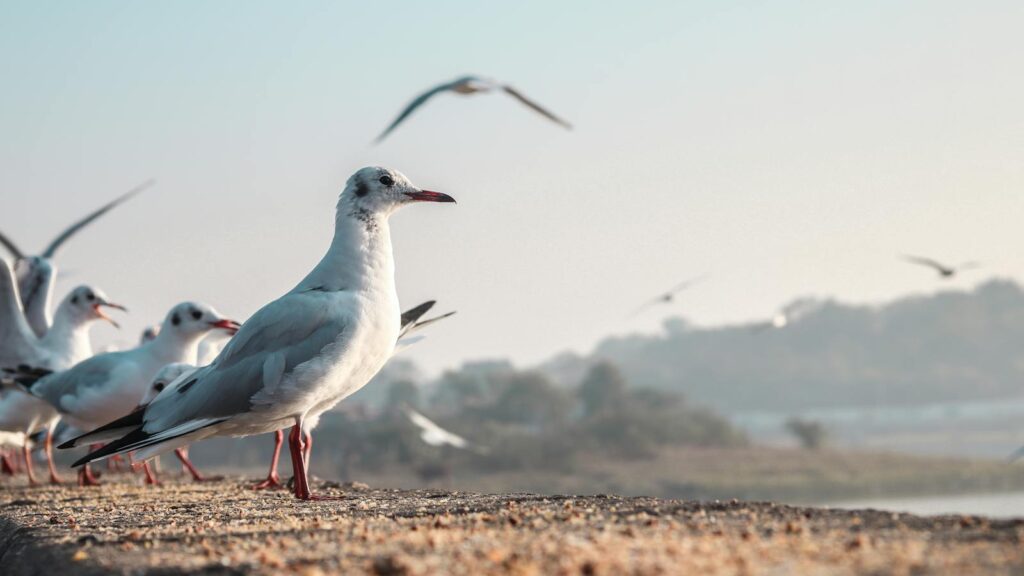 A group of Black-headed Gulls stands on a shore, some flying above.