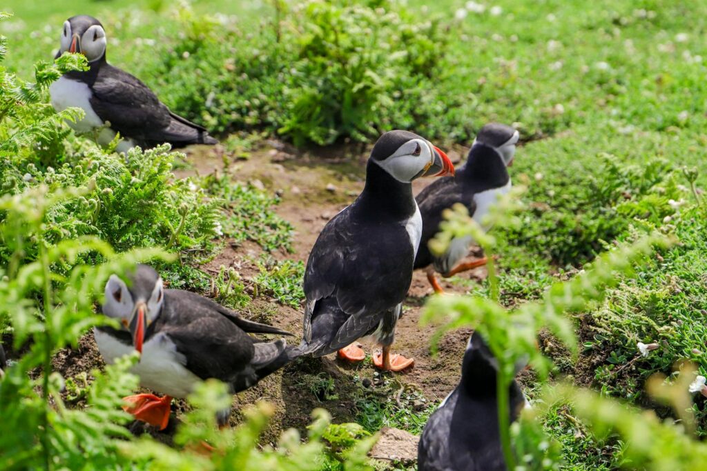 A group of Atlantic puffins amid vibrant greenery, showcasing nature's beauty.