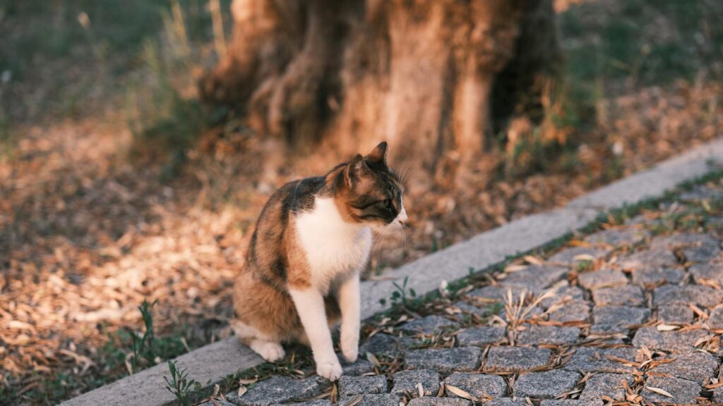 Cat sitting on stone pathway in a peaceful park setting