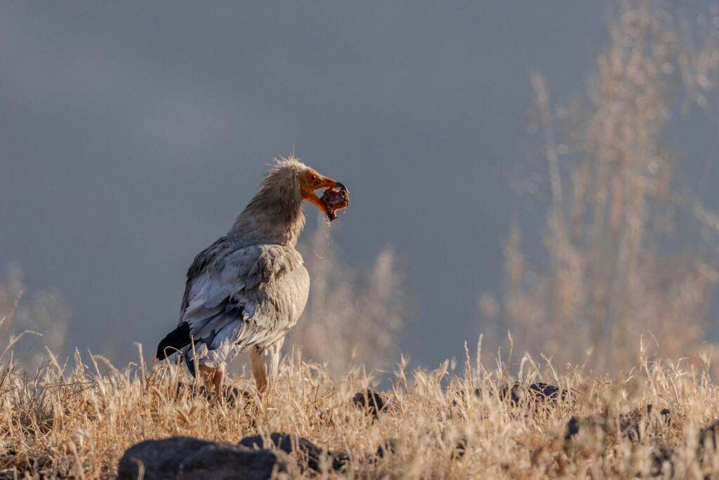An Egyptian vulture with white feathers holds prey in its beak while standing in a grassy field.