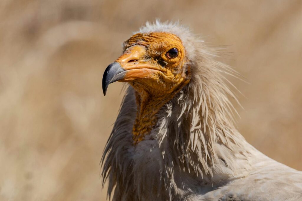 Detailed portrait of an Egyptian Vulture showcasing its unique features in a natural setting.
