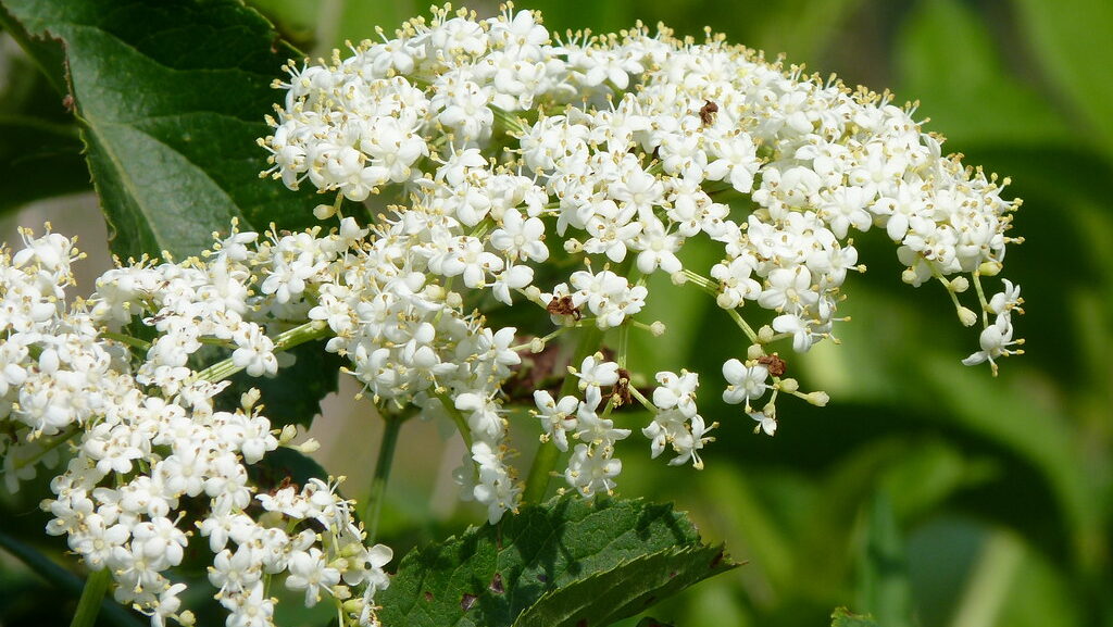 A cluster of delicate white American Elderberry flowers blooms against green foliage.