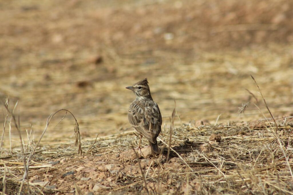 A Crested Lark with brown and grey patterned feathers.