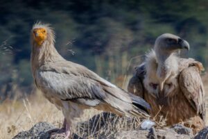 Egyptian vultures in a dry, rural landscape captured in vivid detail showcasing wildlife beauty.