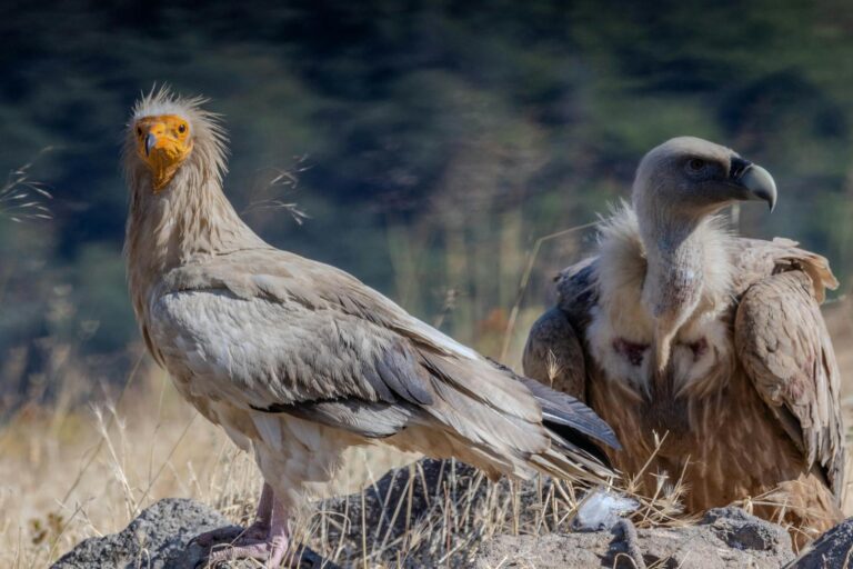 Egyptian vultures in a dry, rural landscape captured in vivid detail showcasing wildlife beauty.