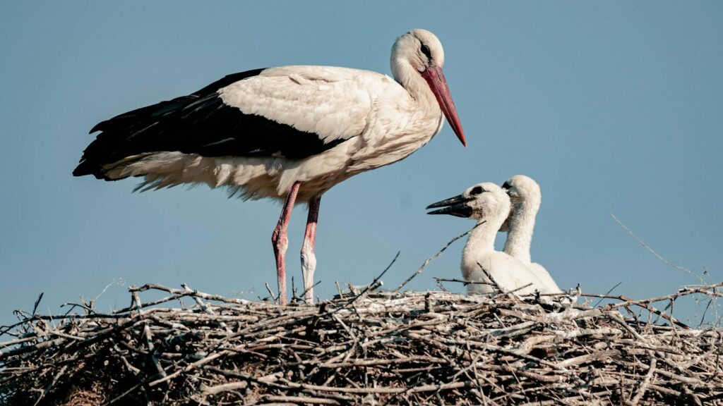 stork watching over two young chicks in a raised nest